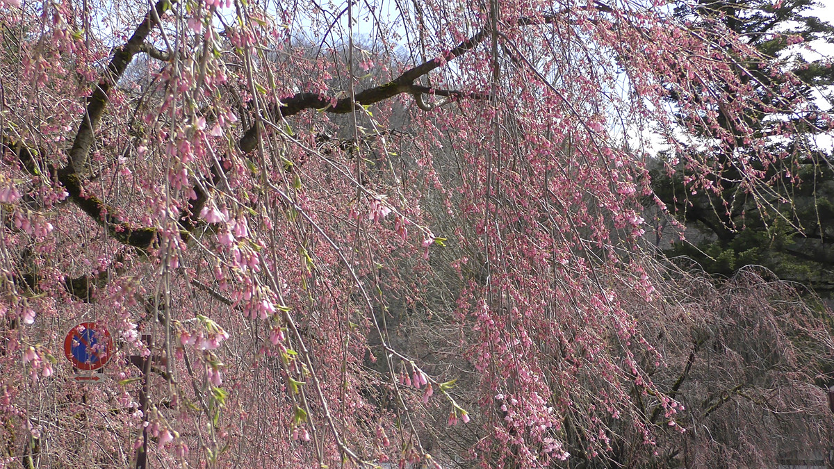 写真：角館桜まつり
