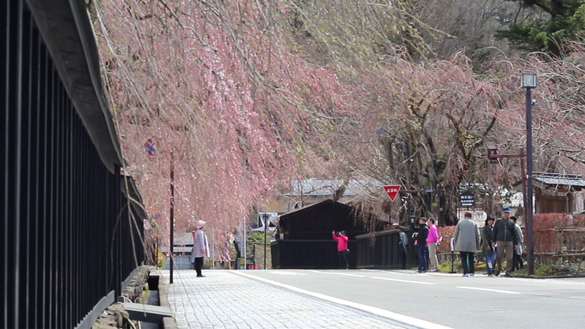 写真：角館桜まつり